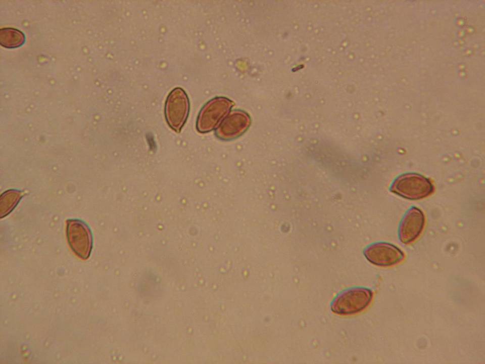 Hebeloma candidipes image