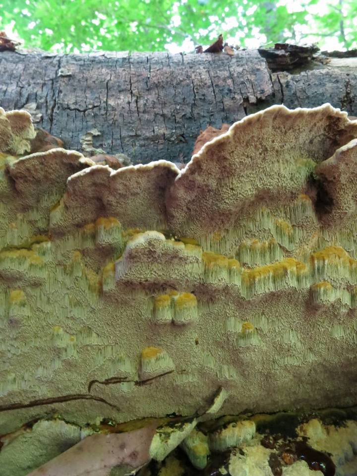 Inonotus glomeratus image