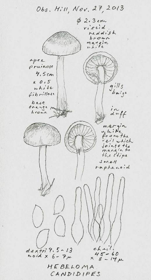 Hebeloma candidipes image