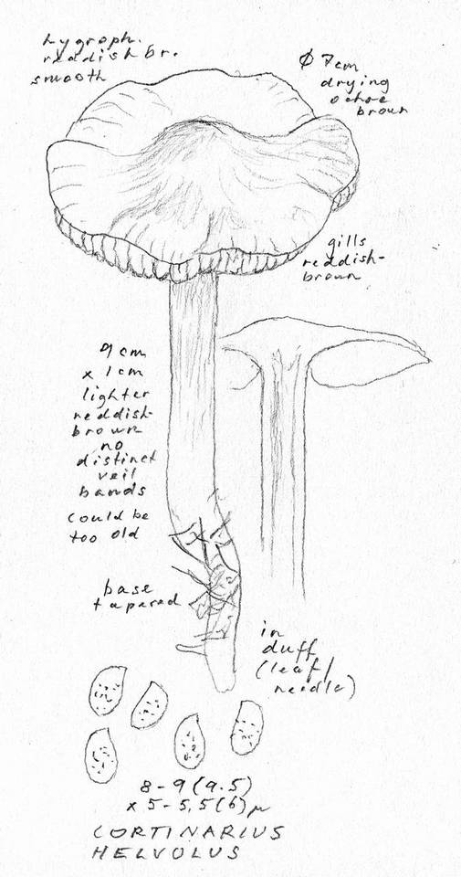Cortinarius helvolus image