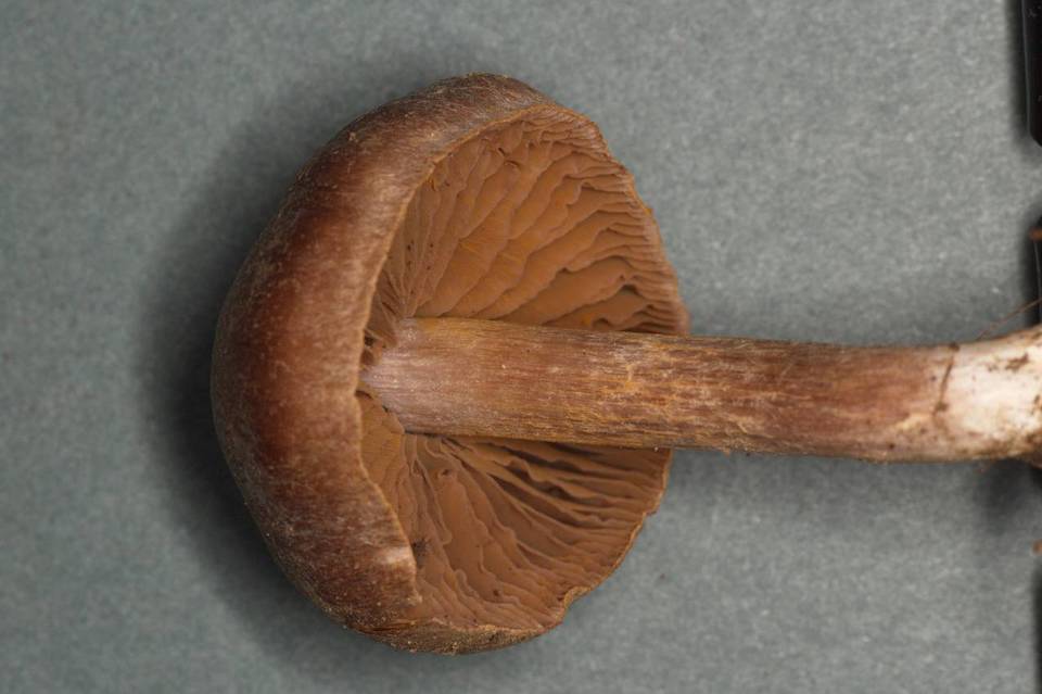 Cortinarius incisus image