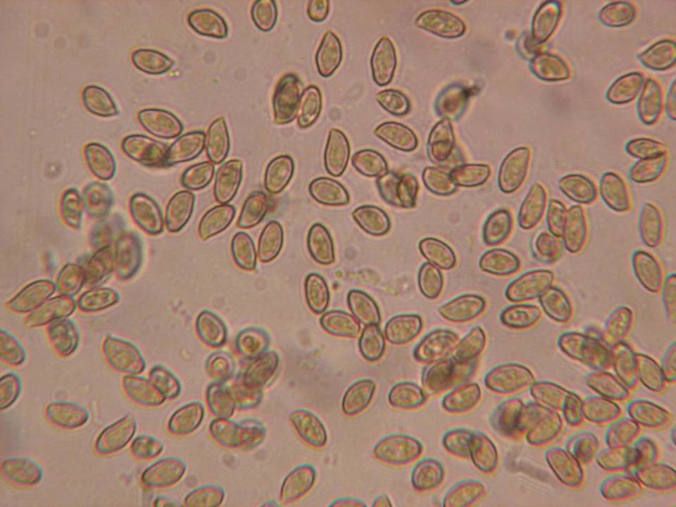 Cortinarius incisus image
