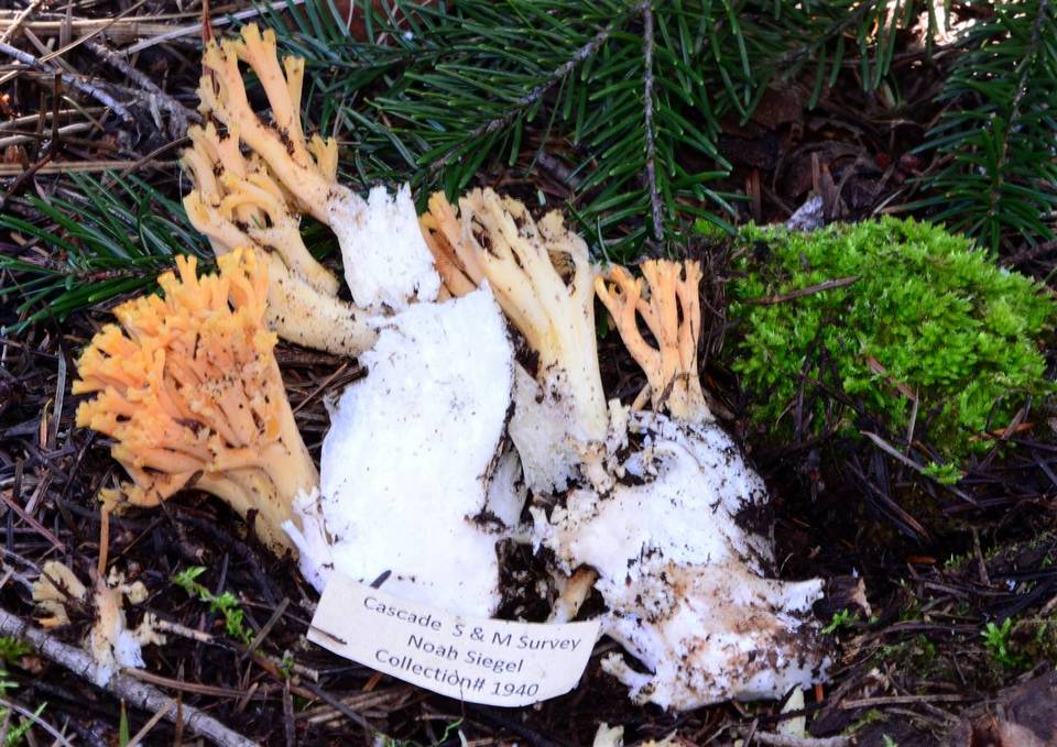 Ramaria distinctissima var. americana image