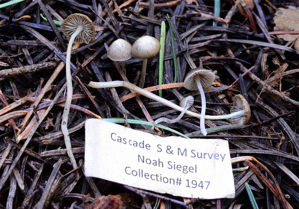 Mycena hudsoniana image