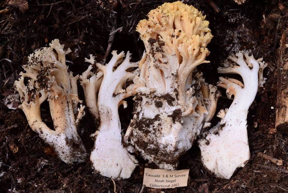 Ramaria thiersii image