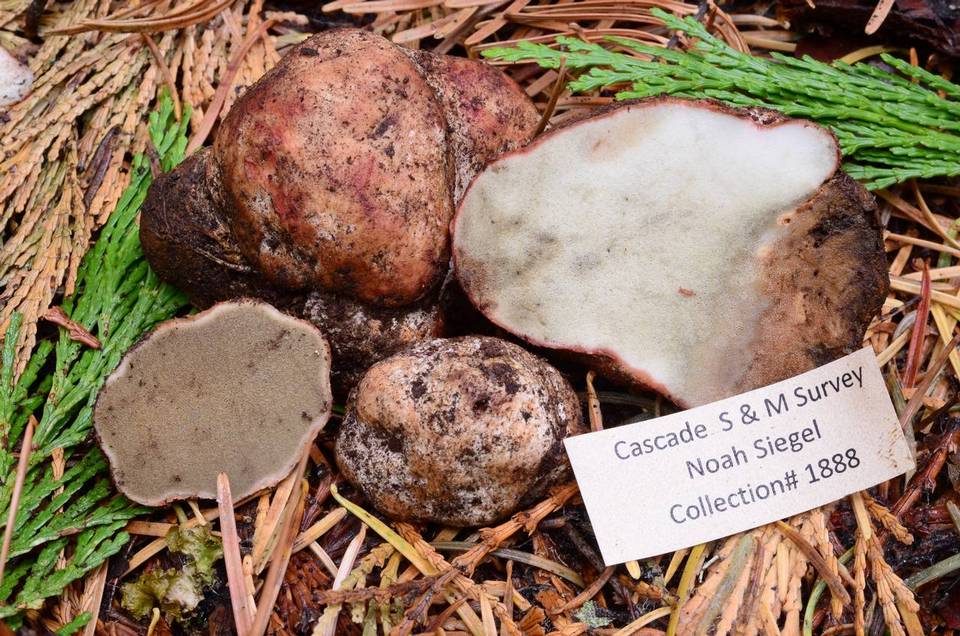 Rhizopogon evadens var. subalpinus image