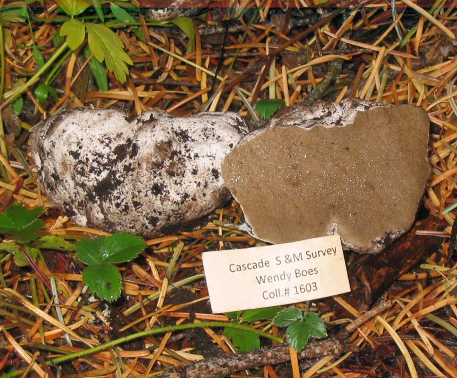 Rhizopogon ellenae image