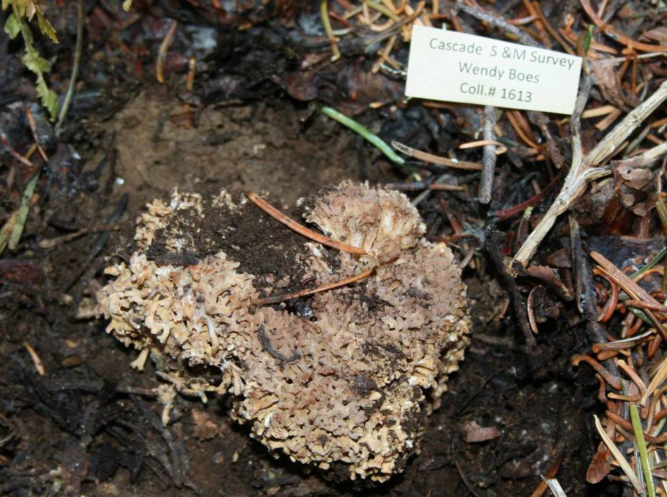 Ramaria rubrievanescens image