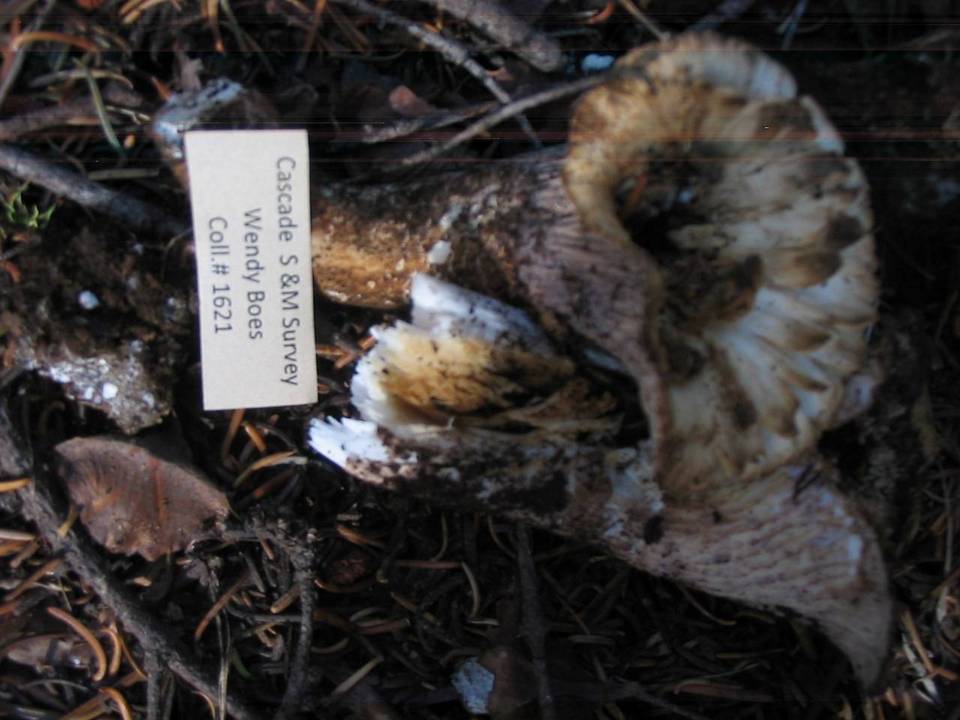 Gomphus bonarii image