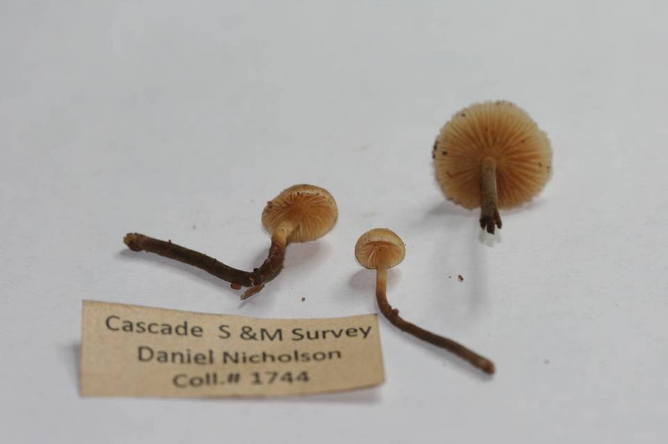 Galerina camerina image
