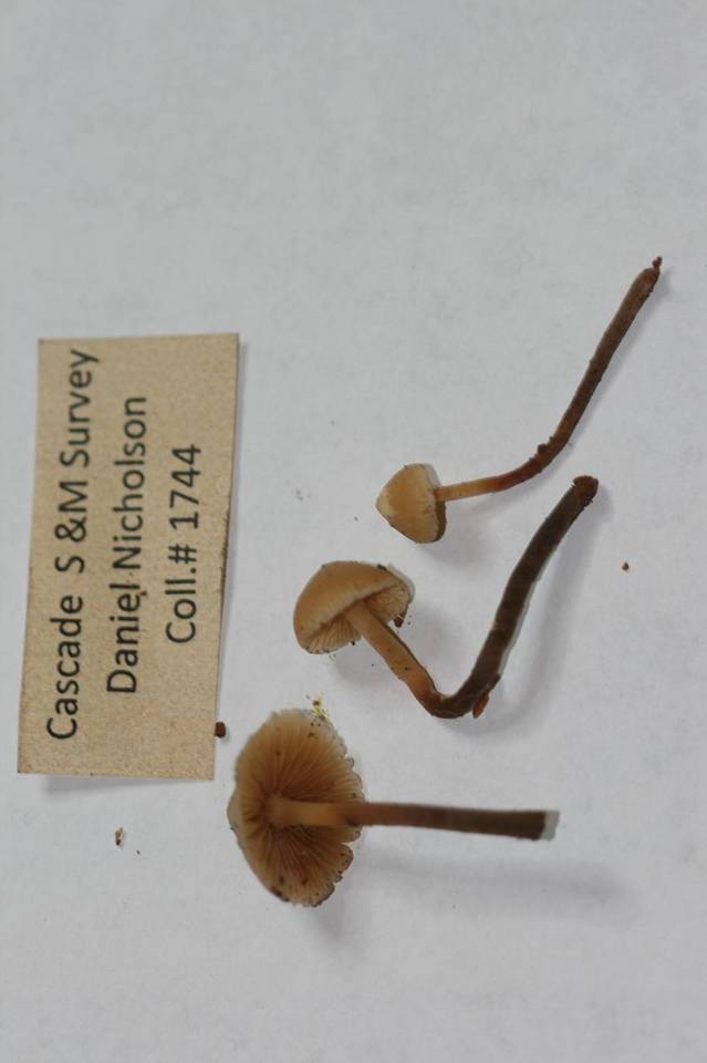 Galerina camerina image