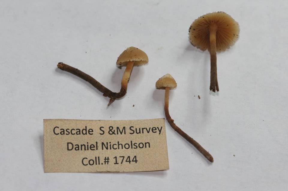 Galerina camerina image