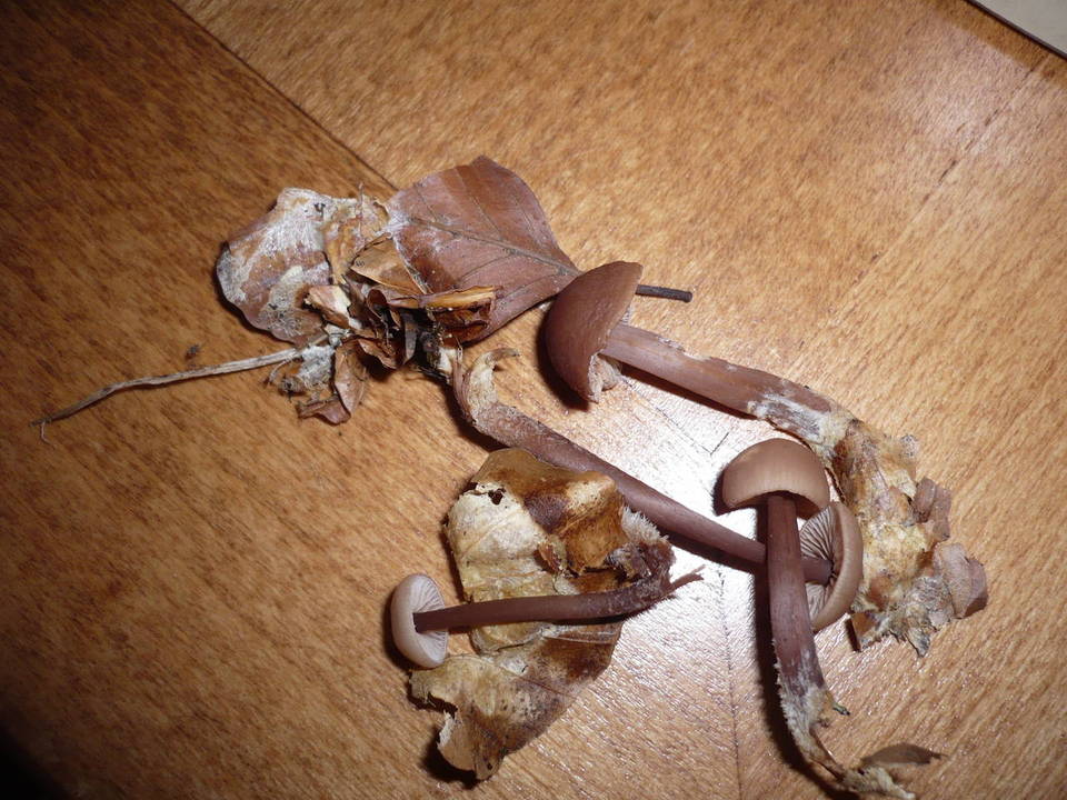 Gymnopus fagiphilus image