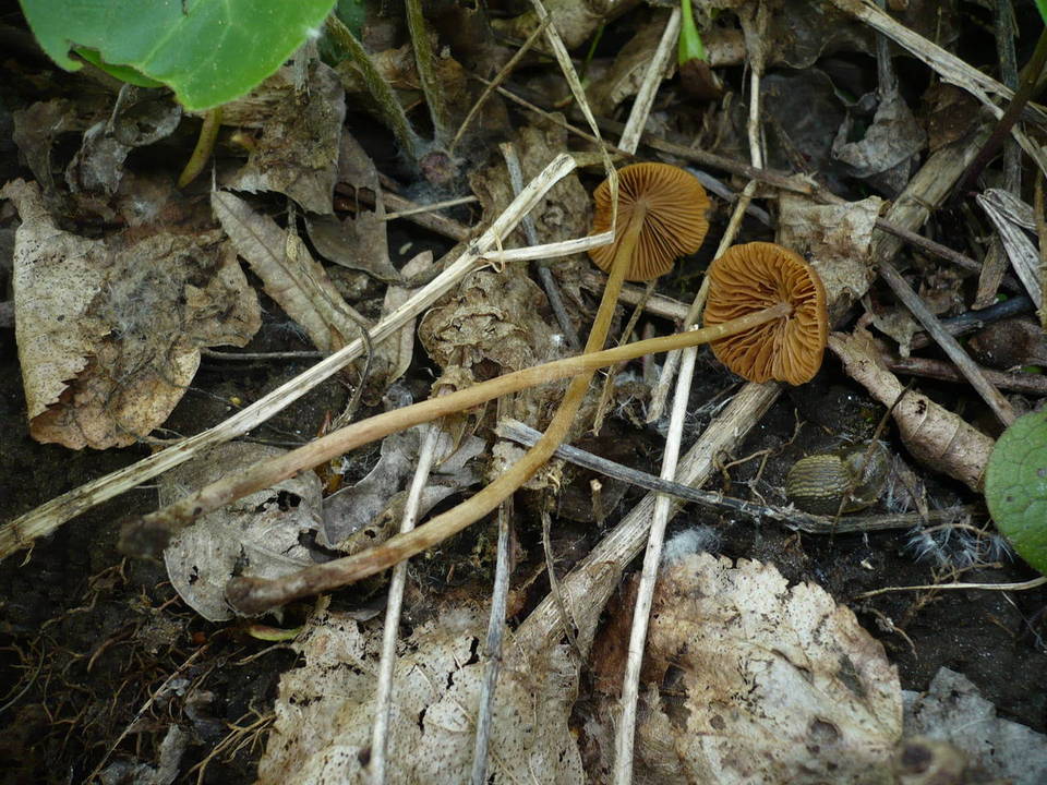 Conocybe ochrostriata image