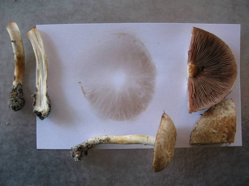 Agaricus semotus image