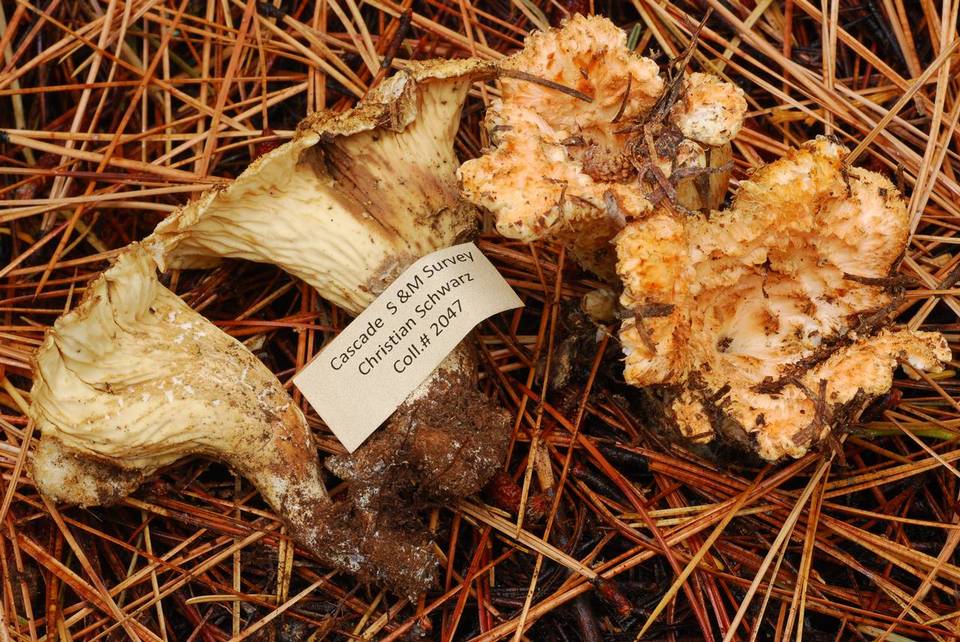 Gomphus bonarii image