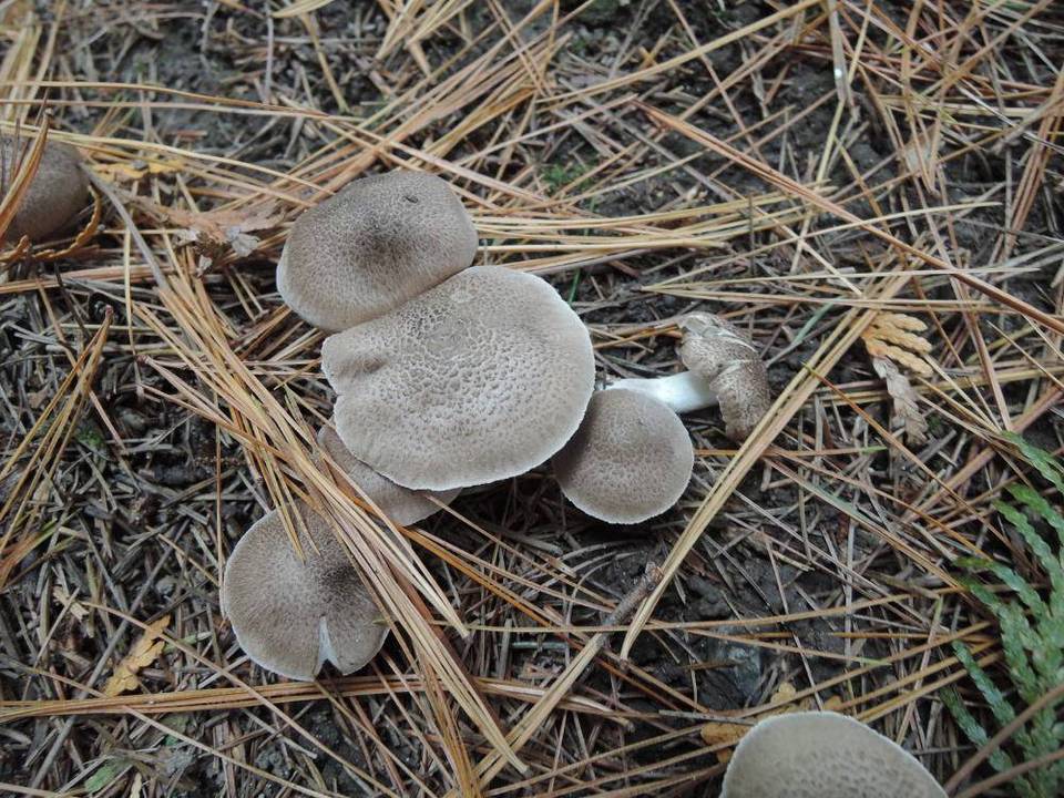 Tricholoma scalpturatum image