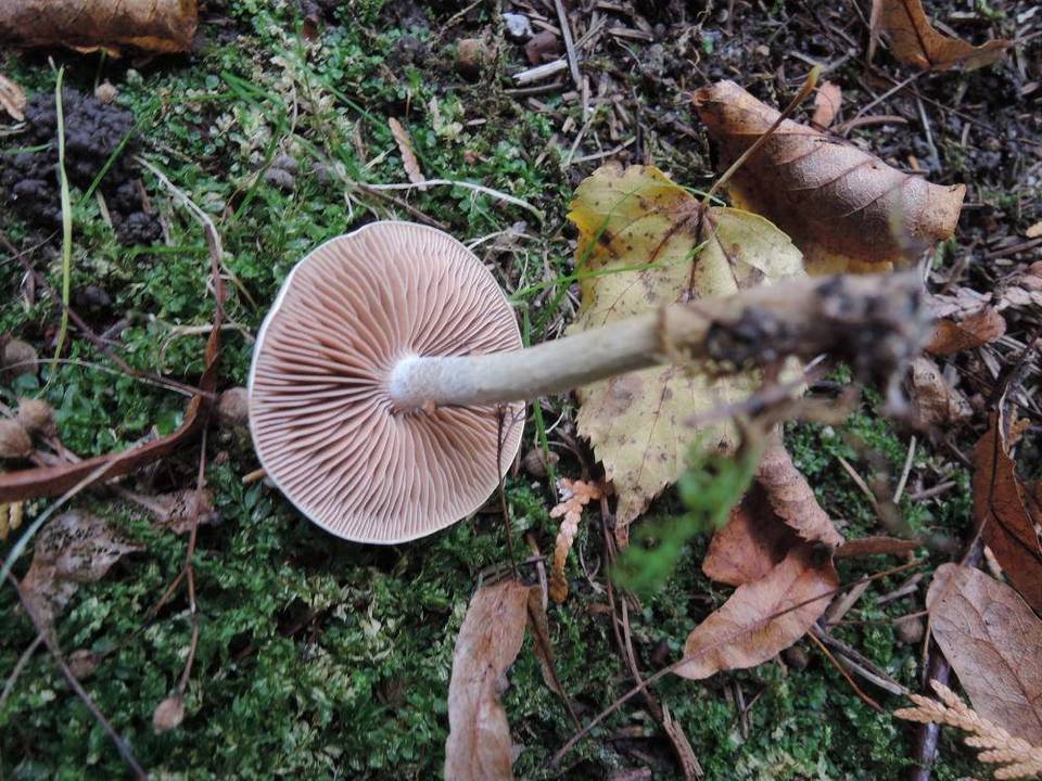 Hebeloma candidipes image
