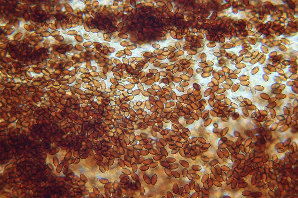 Conocybe cyanopus image