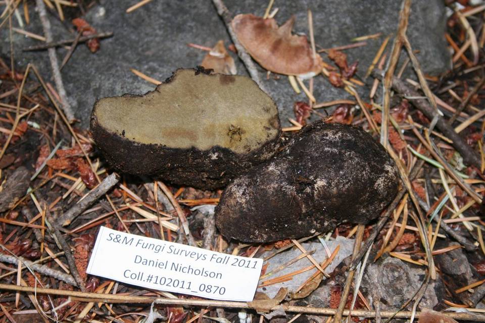 Rhizopogon subareolatus image