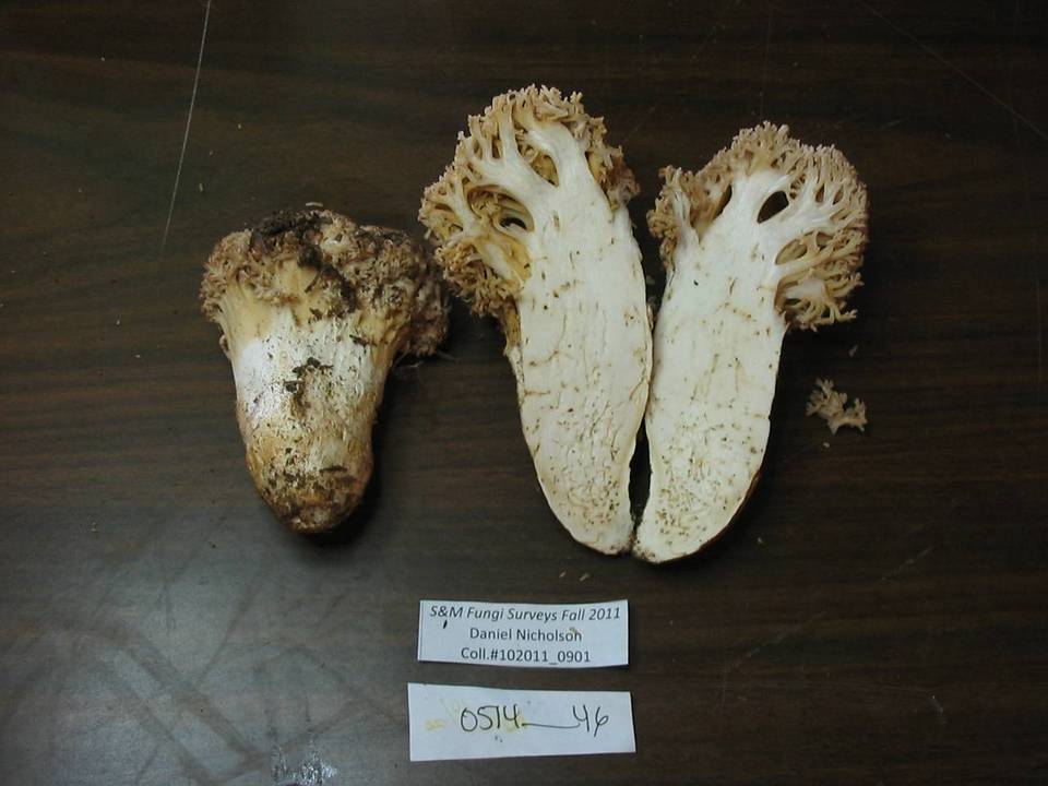 Ramaria subviolacea image