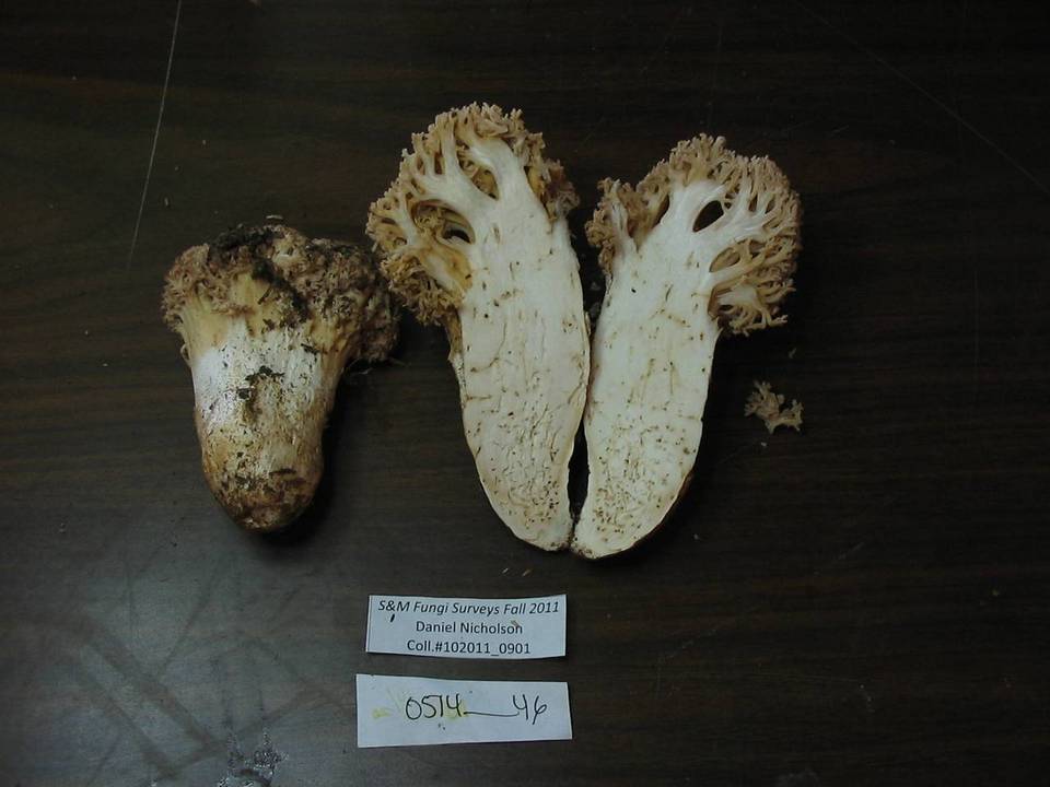 Ramaria subviolacea image