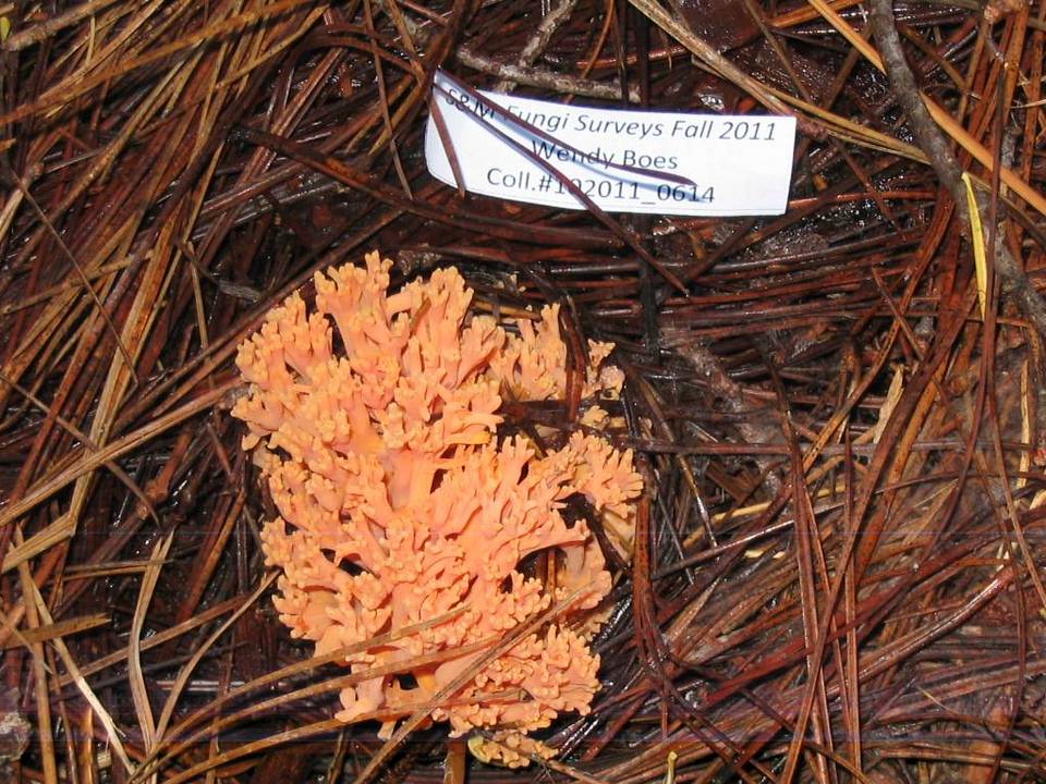 Ramaria cyaneigranosa image