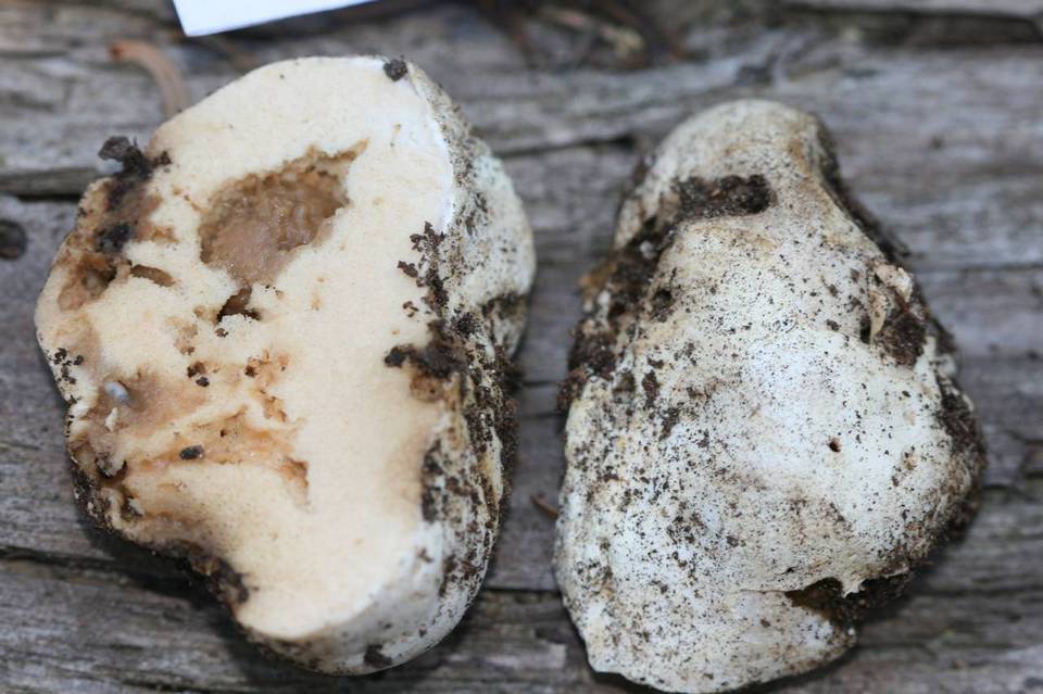 Gymnomyces subalpinus image