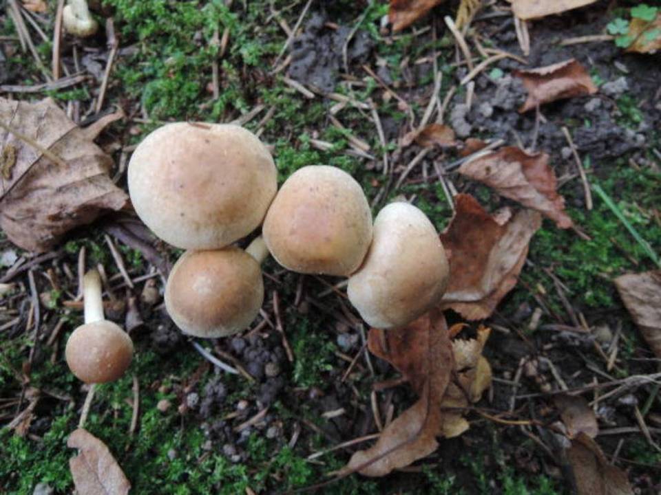 Hebeloma candidipes image