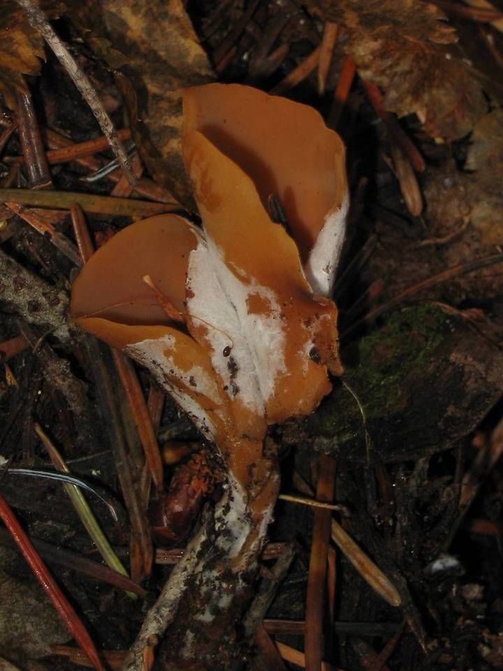 Otidea leporina image