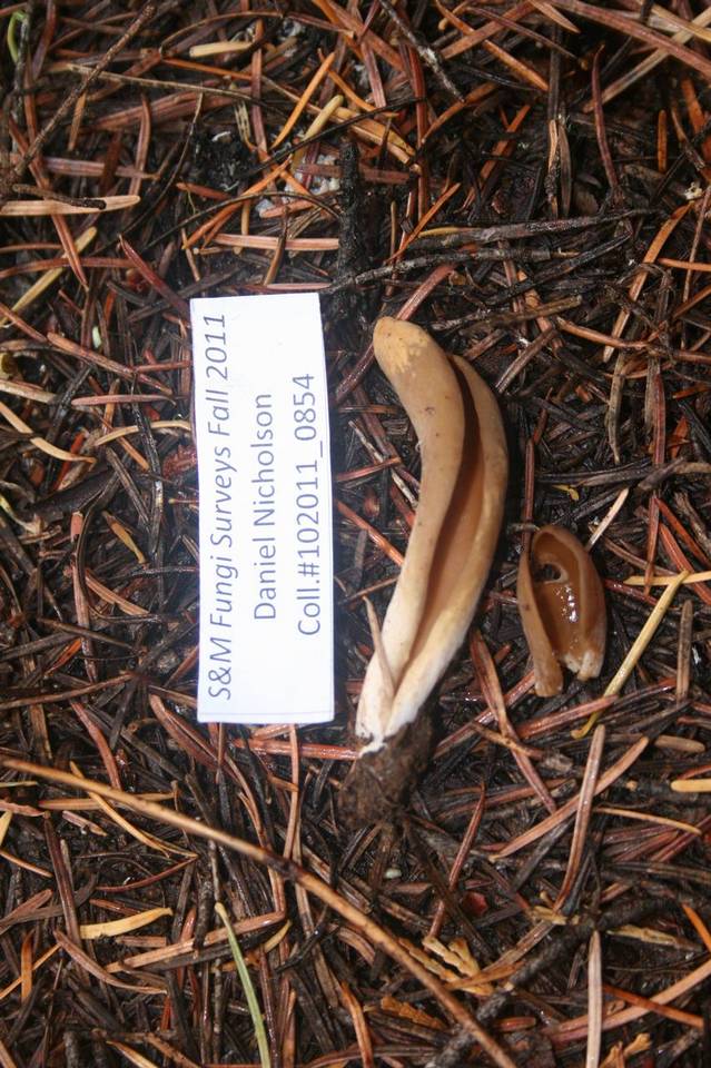 Otidea leporina image