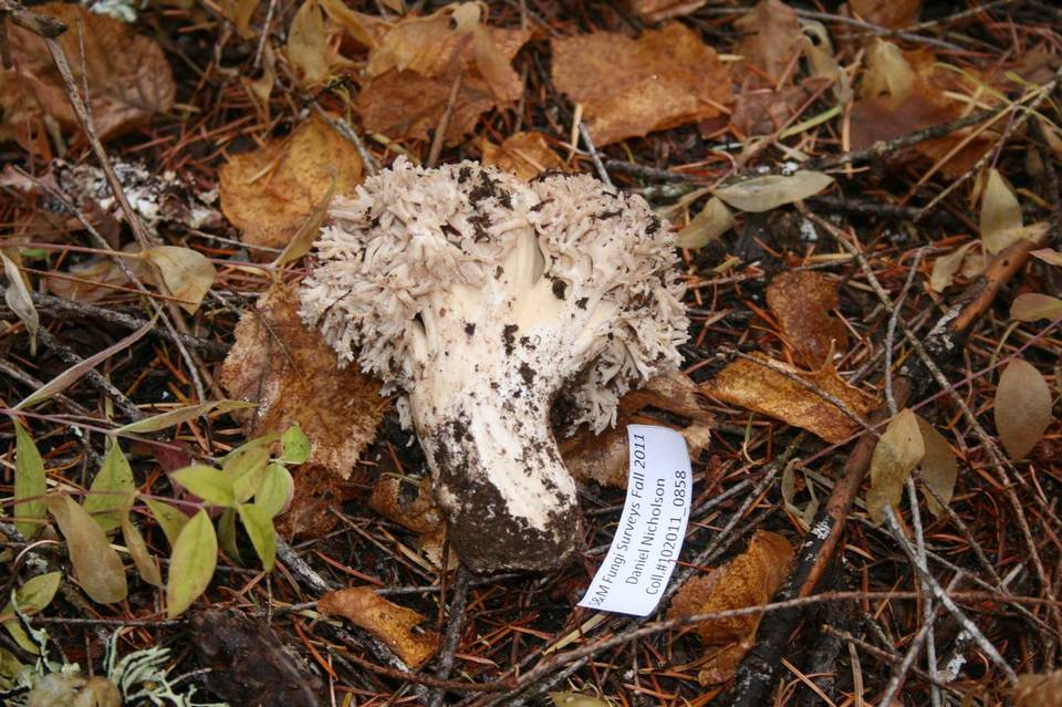 Ramaria subviolacea image