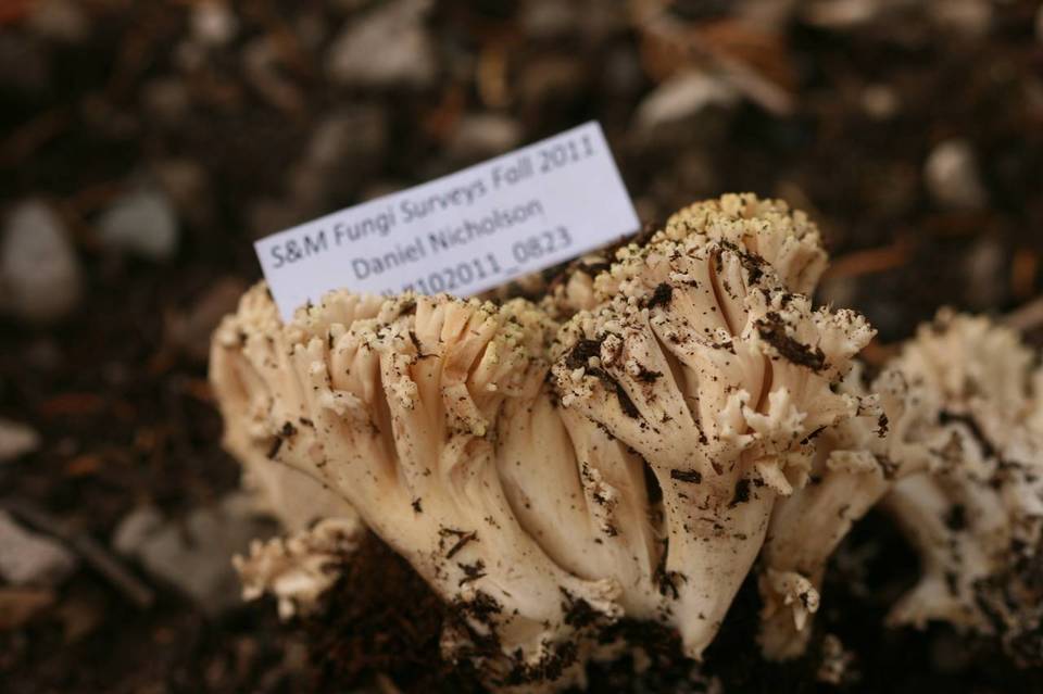 Ramaria rubricarnata image