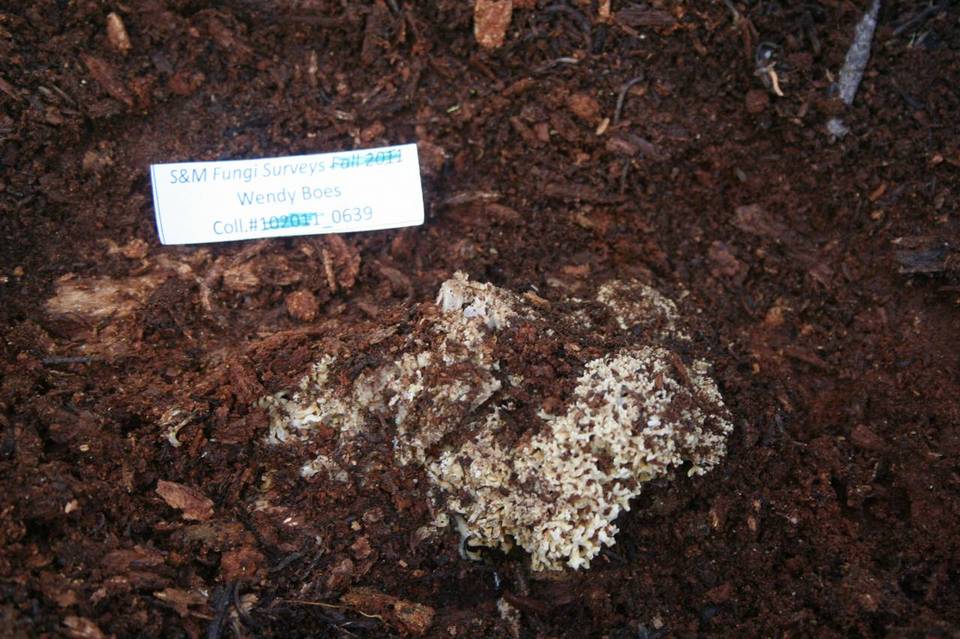 Ramaria rubrievanescens image