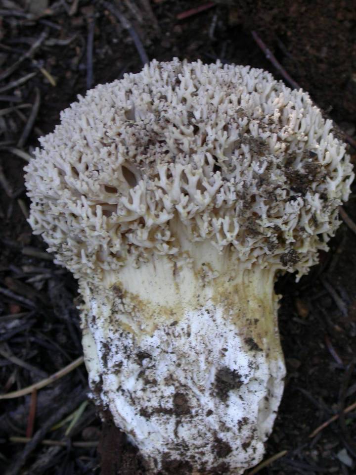 Ramaria subviolacea image
