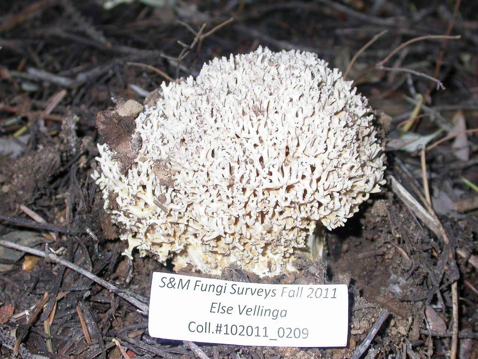 Ramaria subviolacea image