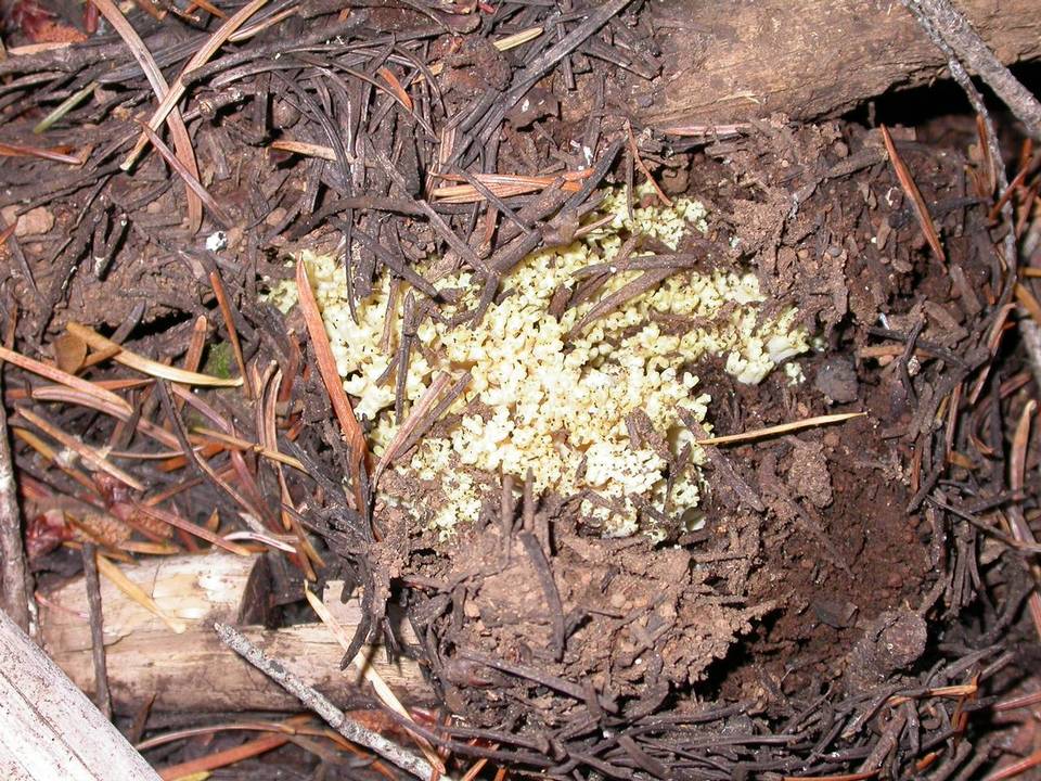 Ramaria vinosimaculans image
