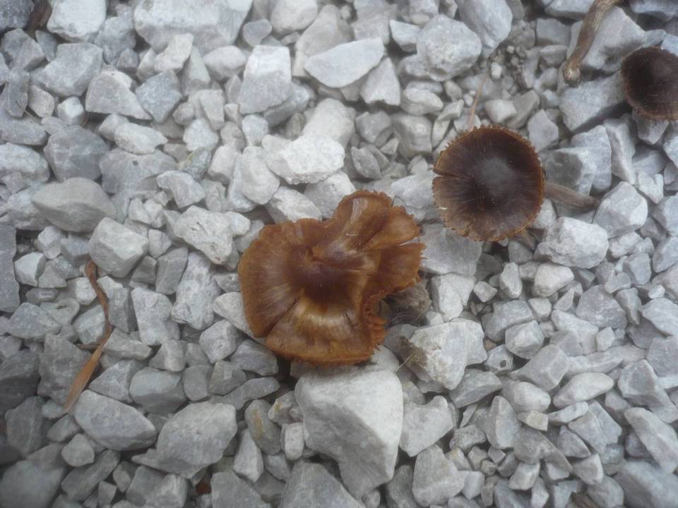 Cortinarius helobius image