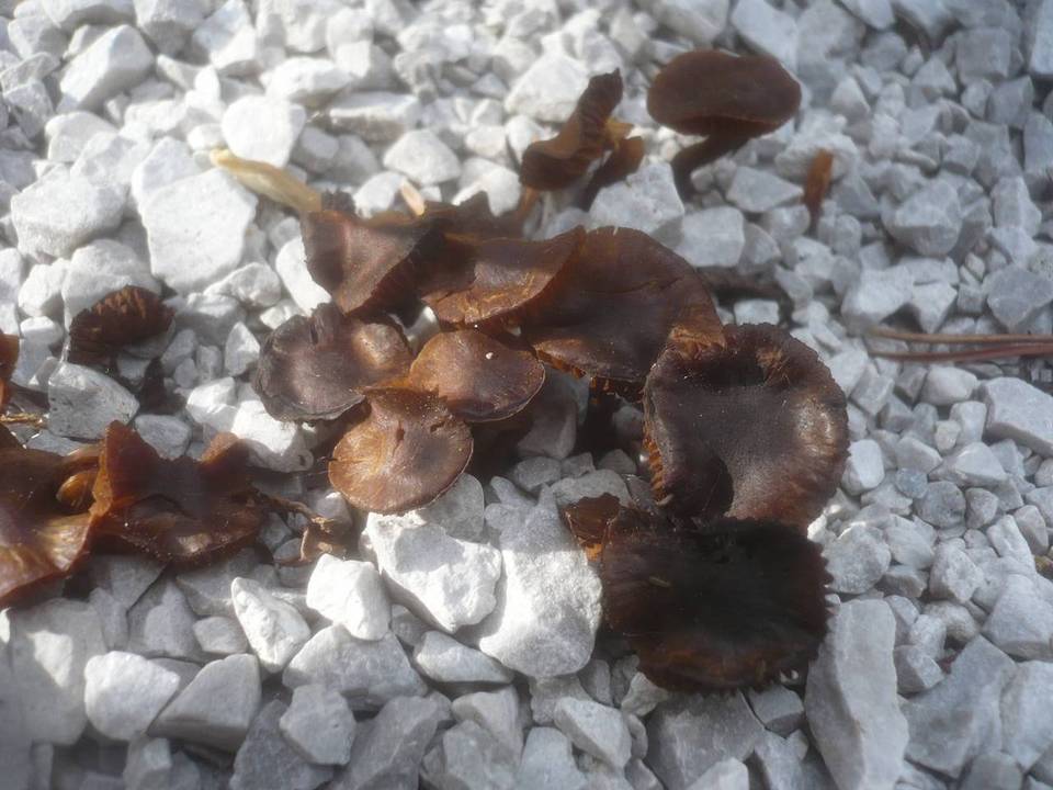 Cortinarius helobius image