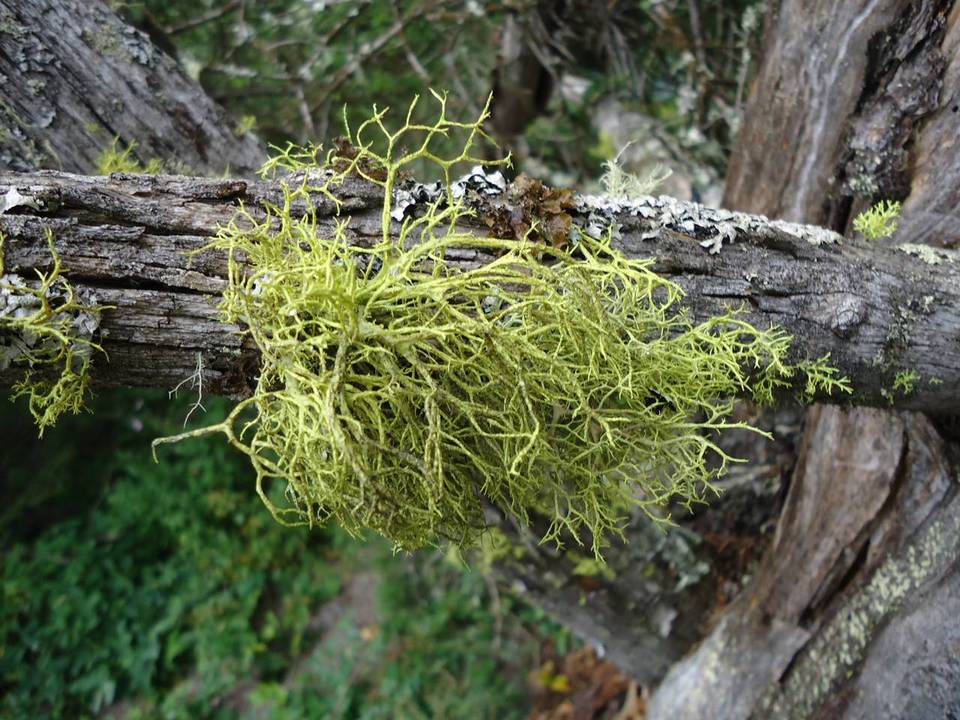 Letharia lupina image