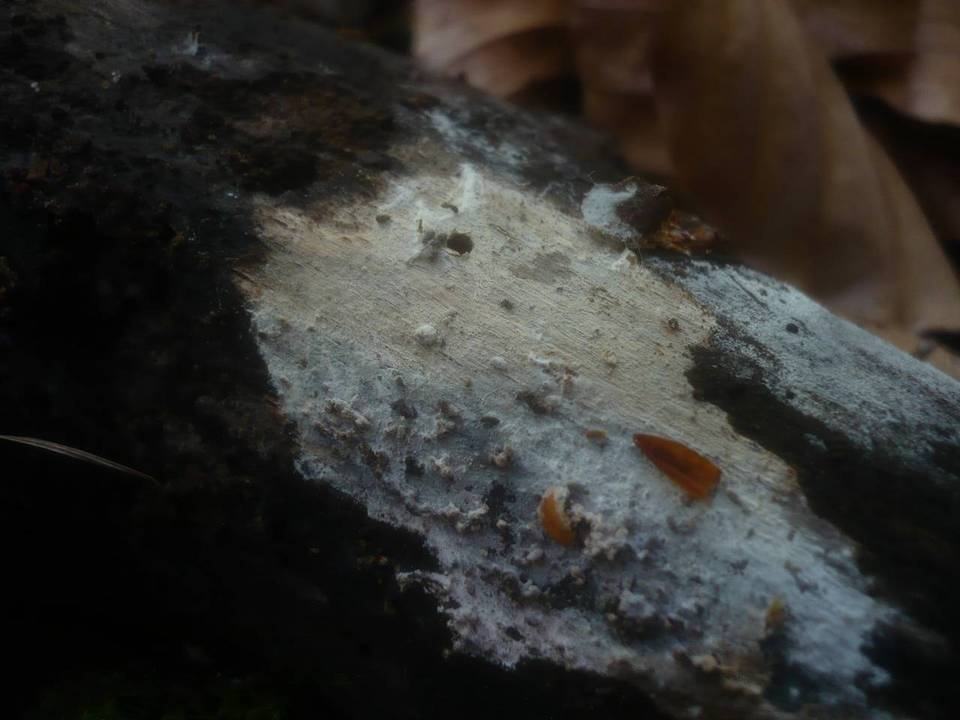 Sistotrema brinkmannii image