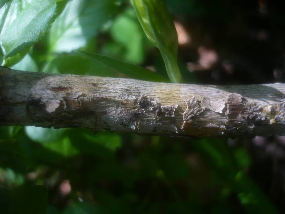 Amphisphaerella alpigena image