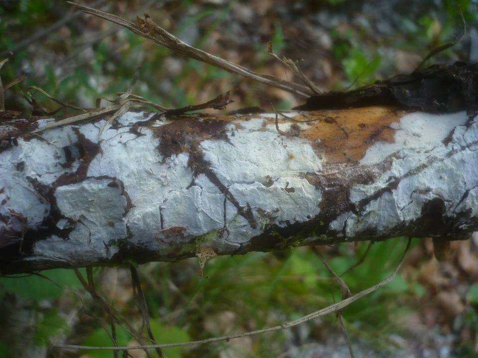 Hyphodontia sambuci image
