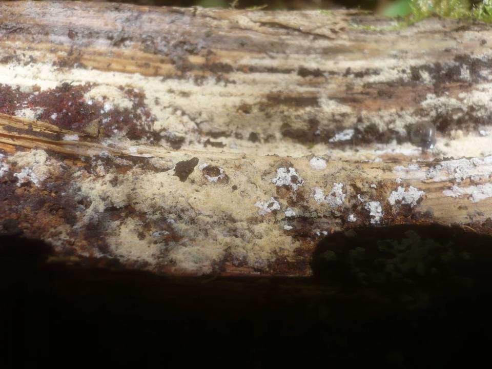Botryobasidium pruinatum image