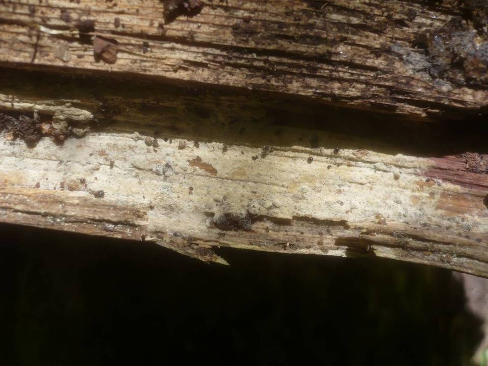 Botryobasidium pruinatum image