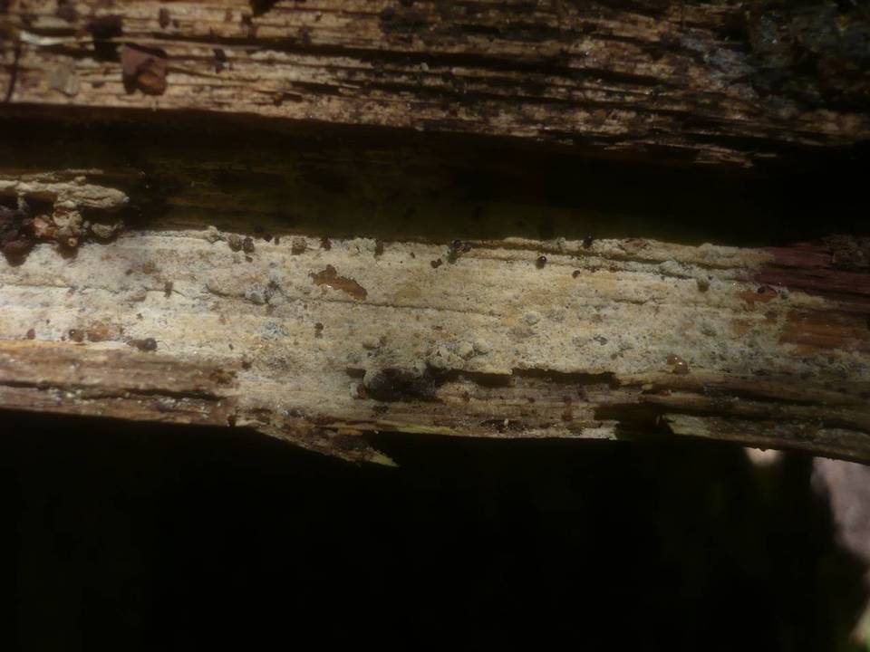 Botryobasidium pruinatum image