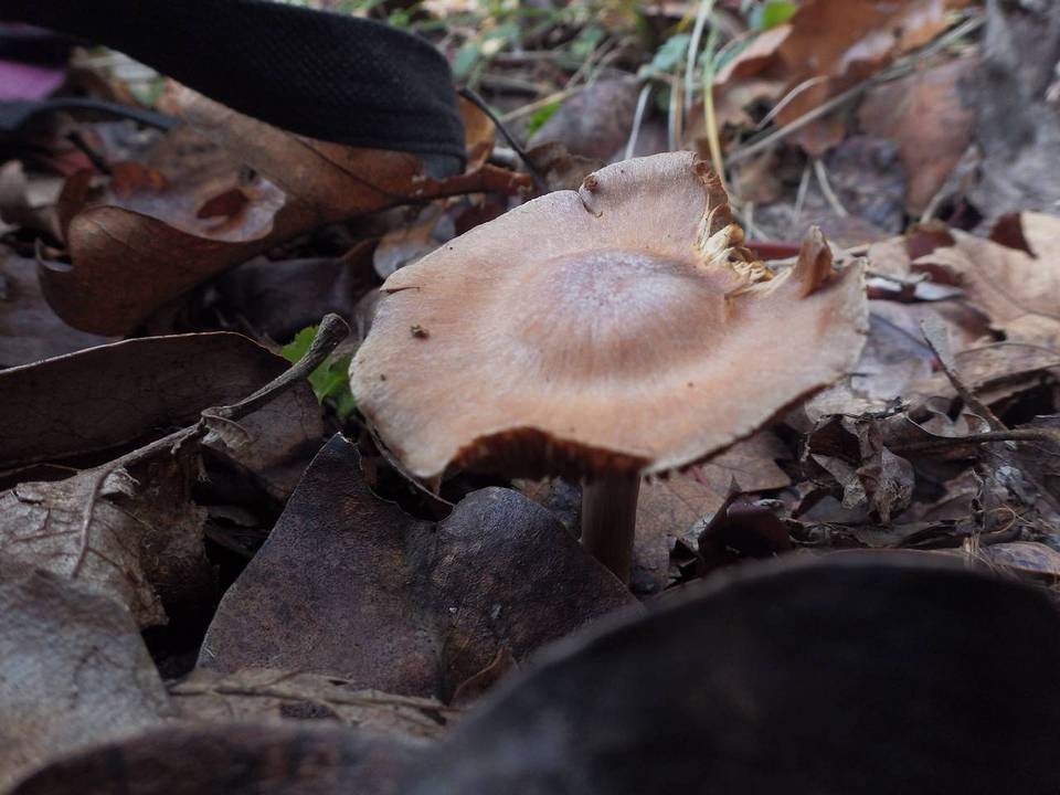 Cortinarius armeniacus image