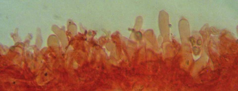 Mycena silvae-nigrae image