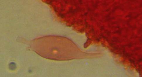Mycena silvae-nigrae image