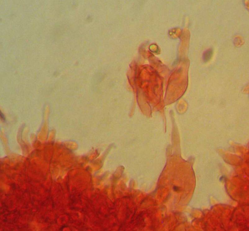 Mycena silvae-nigrae image